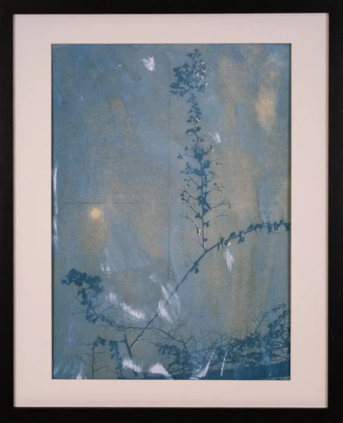 Câmp — Cianotipie pe hârtie, 40×50 cm cu ramă, ediție de 10 — Contemporary Form