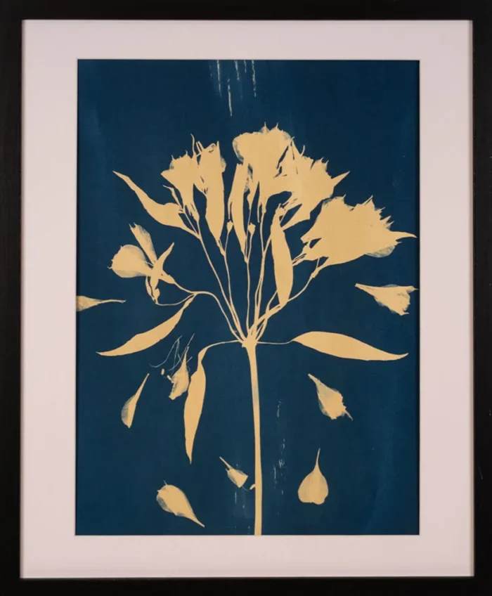 Floare aurie — Cianotipie pe hârtie, 40×50 cm cu ramă, ediție de 10 — Contemporary Form