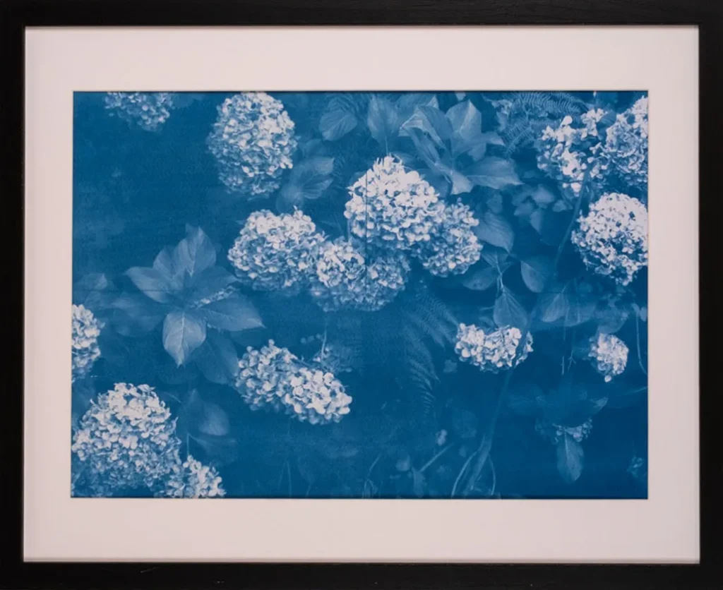Hydrangea macrophylla