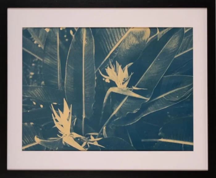 Strelitzia reginae — Cianotipie pe hârtie, 50×40 cm cu ramă, ediție de 10 — Contemporary Form